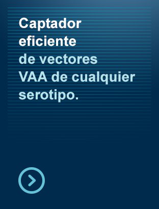 Captador eficiente de vectores VAA de cualquier serotipo